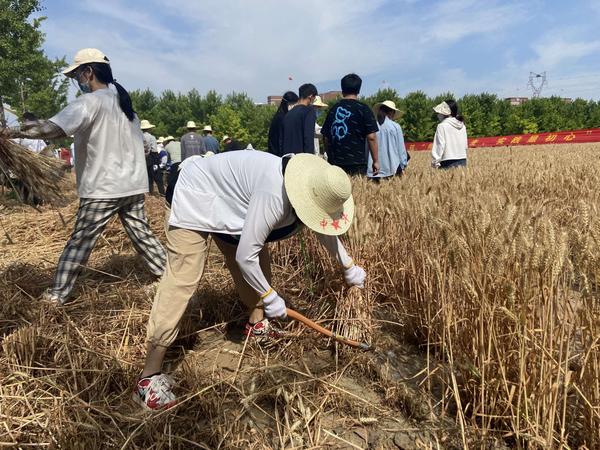 组织学生体验收割麦子 河南这所高校把思政课堂搬到了麦田里